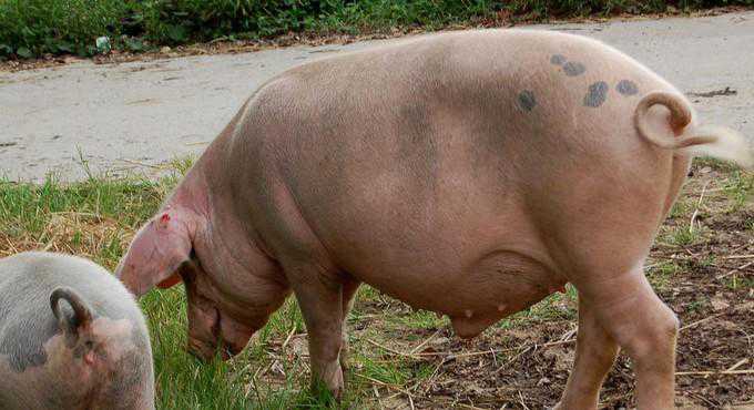 猪中毒的5种主要临床表现（猪中毒的5种主要临床表现有哪些）