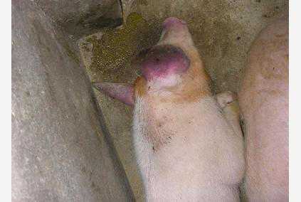 如何降低蓝耳病的发病风险 如何降低蓝耳病的发病风险和风险