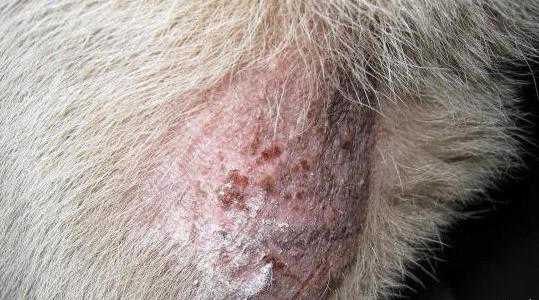 规模化养猪场如何正确驱虫 养猪怎样驱虫