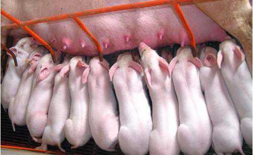 漏芦散防治仔猪白痢（仔猪黄白痢的预防措施）