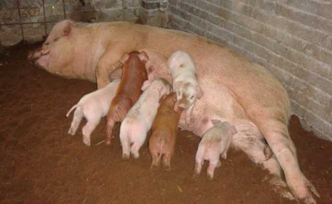 母猪产后不吃，奶水不足（母猪产后不吃,奶水不足怎么治疗）