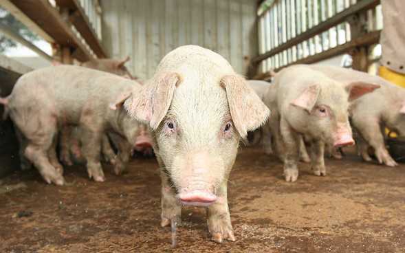 春季仔猪腹泻防控工作 春季仔猪腹泻防控工作措施