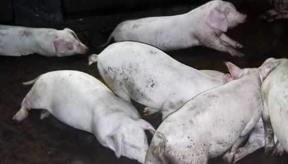 对普通僵猪的治疗方法（僵猪怎么治疗方法）