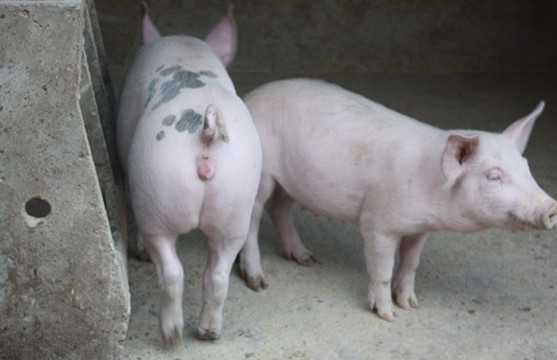 对营养不良僵猪的治疗方法 对营养不良僵猪的治疗方法有哪些