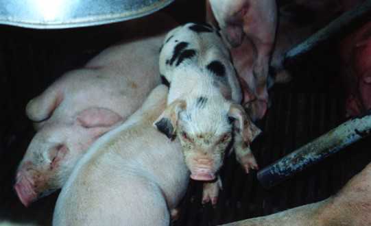 对寄生虫病僵猪的治疗方式 对寄生虫病僵猪的治疗方式有哪些