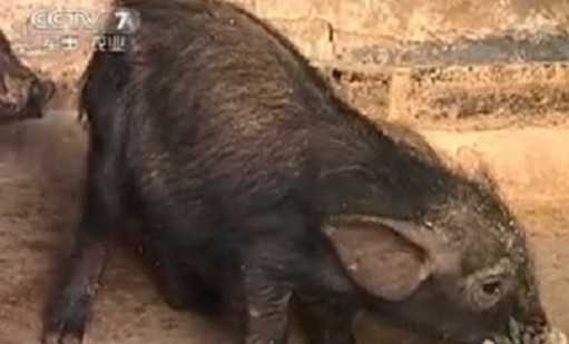 对不明原因僵猪的治疗方式 僵猪的症状与治疗方法