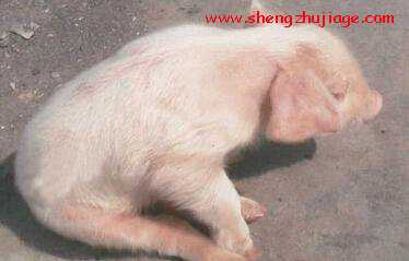 规模猪场如何进行伪狂犬病的预防（规模化猪场发生伪狂犬病,应如何处理）