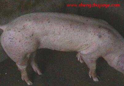 影响猪球虫发生的因素 影响猪球虫发生的因素是