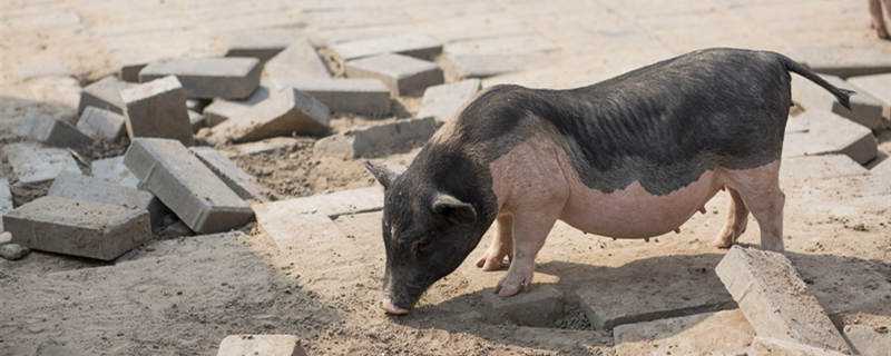 母猪产后高烧不退怎么办 母猪产后高烧不退怎么办吃什么药