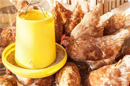 蛋鸡养殖如何选址 蛋鸡养殖场的规划设计