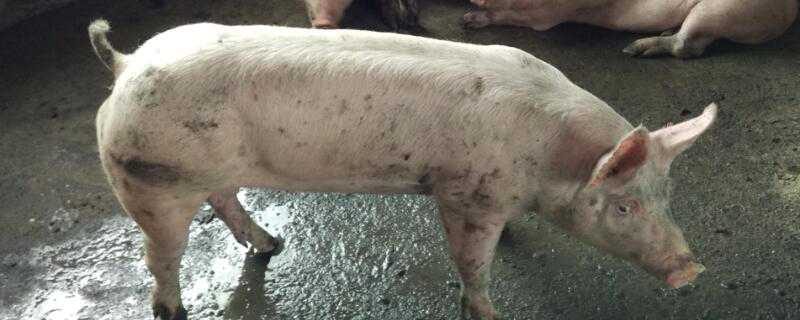 仔猪出生后的防疫程序（仔猪出生疫苗程序）