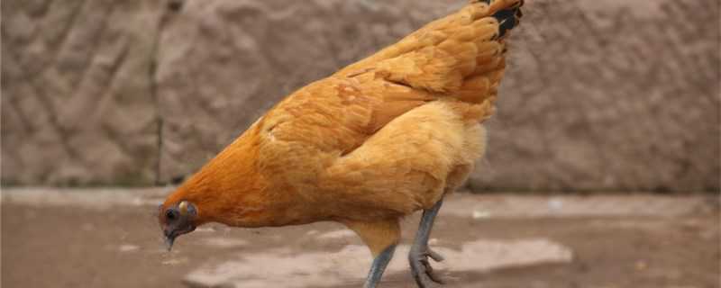 母鸡什么时候下蛋（母鸡什么时候下蛋多）