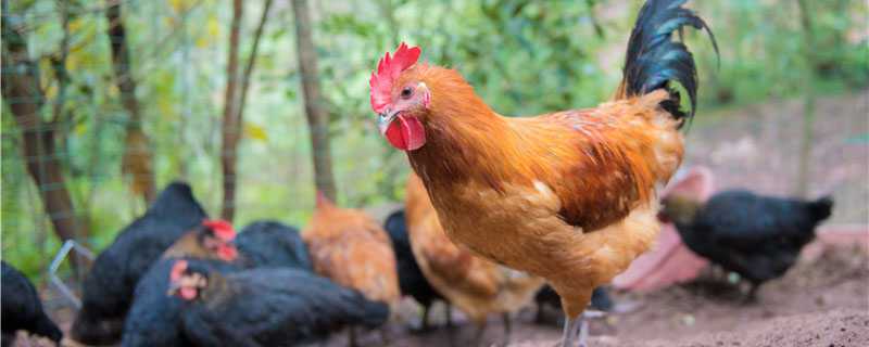 鸡的天敌有哪些 鸡的天敌有哪些生肖