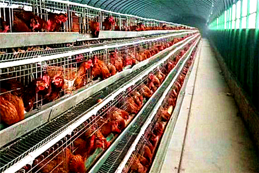 蛋鸡产蛋率如何提高 如何提高产蛋鸡的成活率