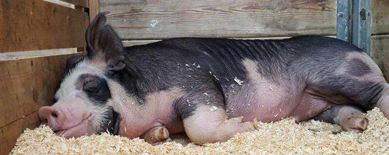 得了非洲猪瘟的猪有能活下来的吗（非洲猪瘟能有存活猪吗）