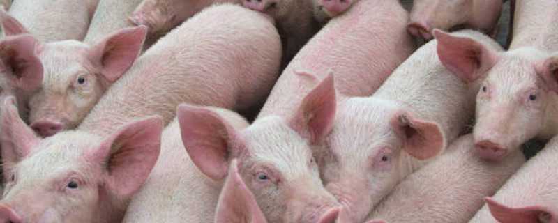 母猪不发情治疗方法 母猪不发情中药治疗方案