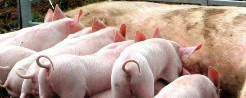 母猪产后便秘怎么治疗 母猪产后便秘咋办