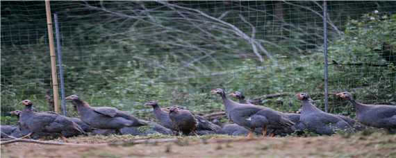 珍珠鸡好养吗,肉质怎么样 珍珠鸡饲养几个月时肉质最好