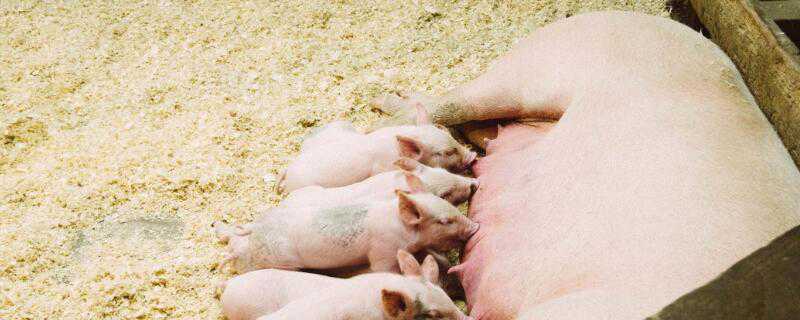 仔猪常见的疾病及治疗（仔猪常见的疾病及治疗方法）