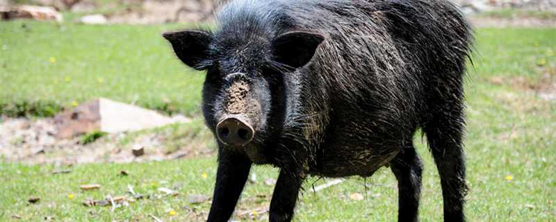 猪瘟如何治疗（得了猪瘟的猪怎么治疗）