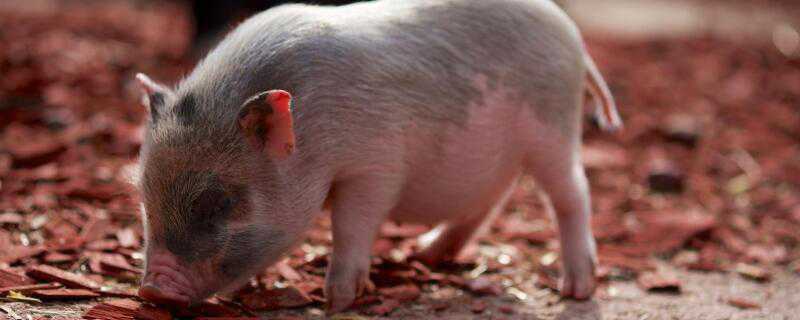 猪瘟传播途径是什么（猪瘟传播途径有哪些）