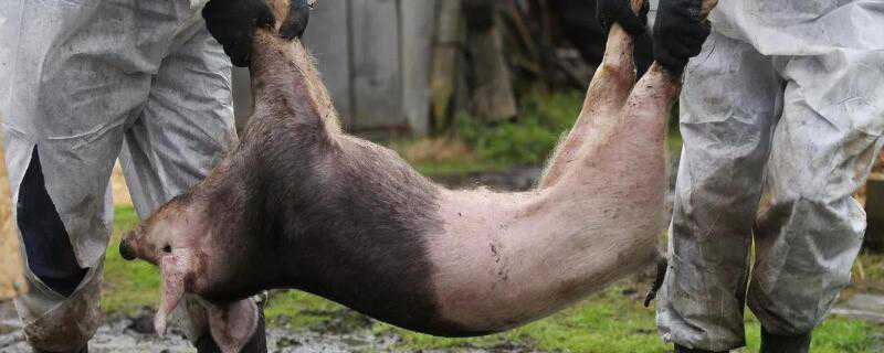 非洲猪瘟有没有自愈的（非洲猪瘟有没有自愈的案例）