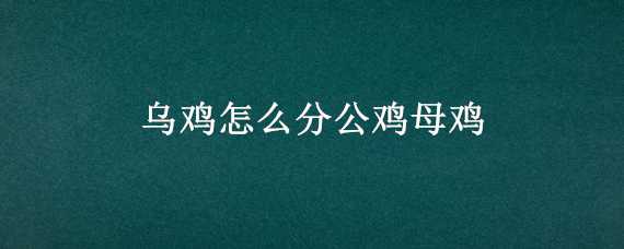 乌鸡怎么分公鸡母鸡 乌鸡怎么分公鸡母鸡视频