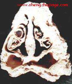 猪传染性萎缩性鼻炎（猪传染性萎缩性鼻炎病原分离常用的样品是）