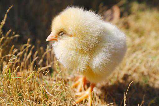 一般鸡苗到出栏要多久 鸡出栏需要多久