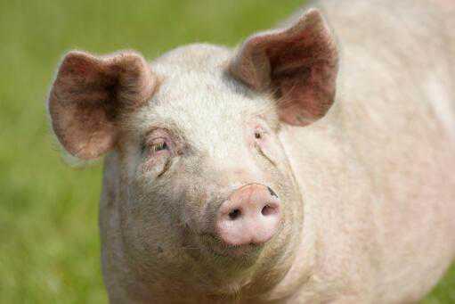 夏季生猪易患什么病 夏季生猪易患什么病毒