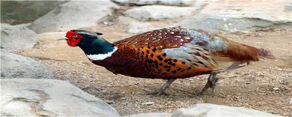 野鸡孵化多少天出壳 野鸡孵化多少天出壳儿?