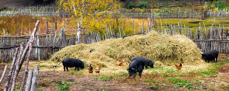 得过非洲猪瘟的猪有抗体吗（得过非洲猪瘟的猪有抗体吗会传染吗）