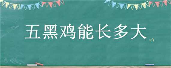 五黑鸡能长多大 五黑鸡能长多大多少斤