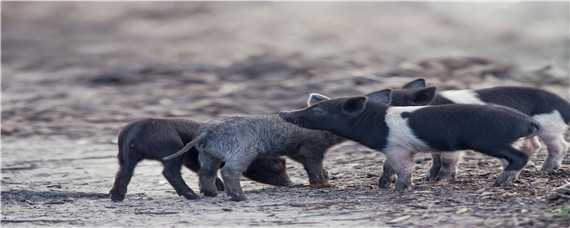 小仔猪不吃食怎么办 小猪仔不会吃食怎么办