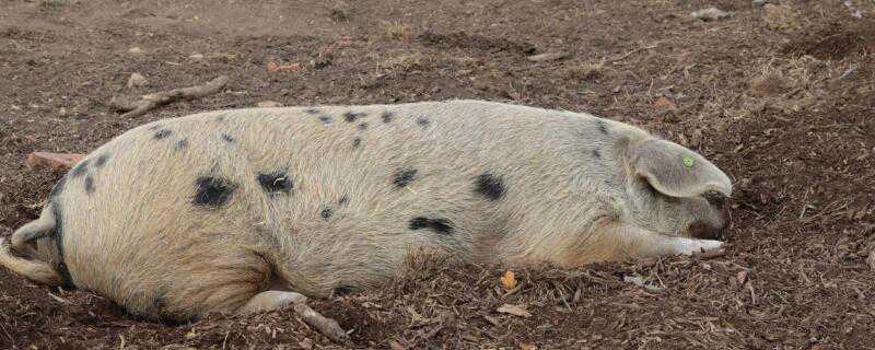 猪瘟会不会传染牛羊 羊瘟会传染猪吗