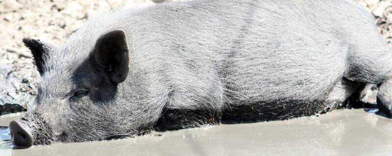 猪瘟怎么处理 猪瘟怎么处理最安全