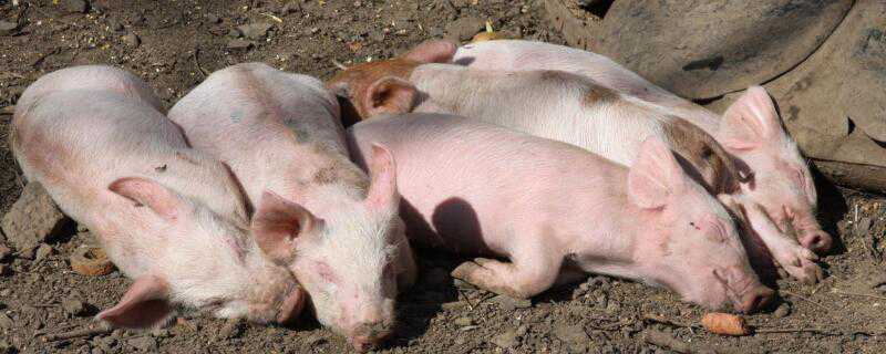猪腹泻的治疗方法介绍！（猪腹泻的治疗方案）