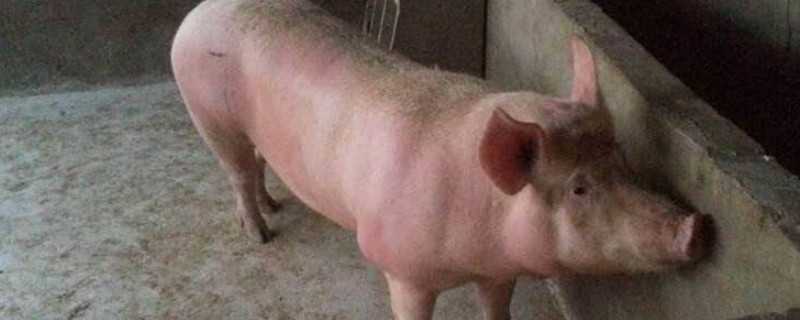 母猪低烧不吃食怎么办（母猪低烧不食怎么治疗）