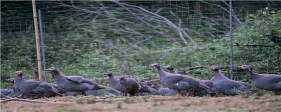 珍珠鸡会飞吗（珍珠鸡能飞不?）