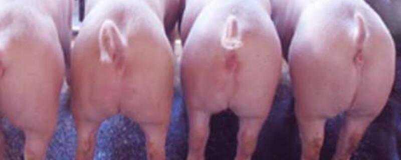 母猪配不上种怎么治疗 母猪配不上种怎么治疗视频