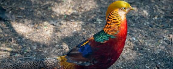 锦鸡属于什么类（锦鸡有几种）