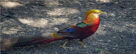 锦鸡的特点 红腹锦鸡的特点