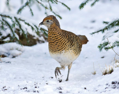 未来天山雪鸡养殖前景（天山雪鸡最大养殖场）