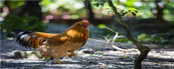 养鸡一般买什么药防病 养鸡防病用什么药最好