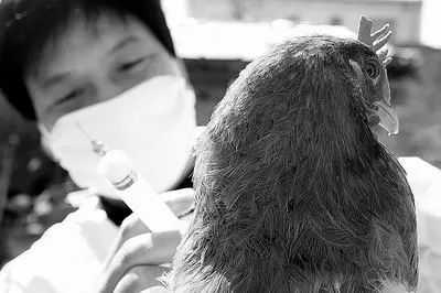 怎么给鸡打针，给鸡打针注意事项（怎样给鸡打针）