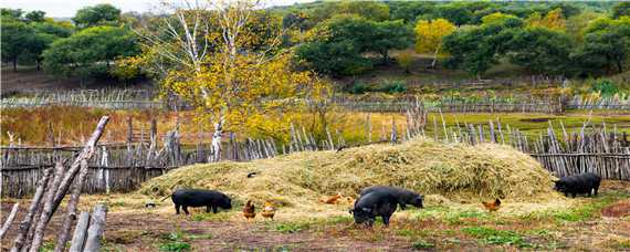 母猪后蹄开裂站不起来怎么办（母猪后脚蹄裂站不起的治疗）