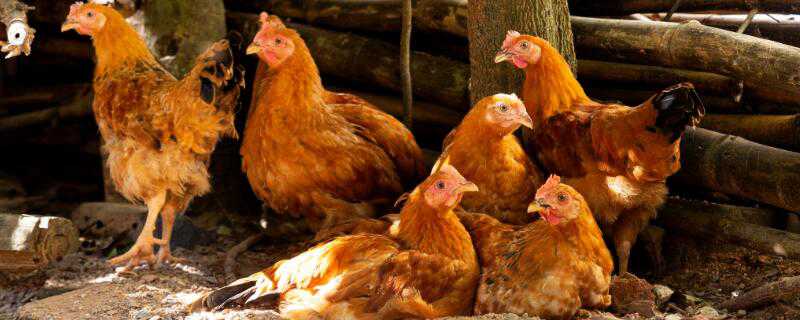 大蒜养鸡配方 大蒜养鸡配方大全