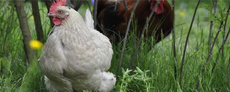 鸡喜欢吃什么食物 芦丁鸡喜欢吃什么食物