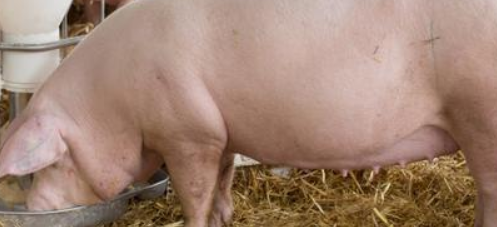 怀孕母猪能打口蹄疫疫苗吗 母猪怀孕期间可以打口蹄疫苗吗