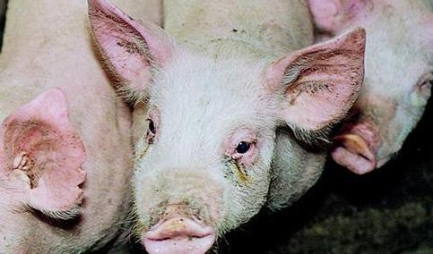 治疗猪泪斑的药物（治疗猪泪斑的药物有哪些）